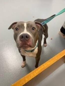 EDWARD -  Pit Bull Terrier Dog for Adoption in St. Cloud, Florida - EDWARD | PetCurious