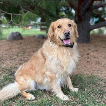 Billy--In Foster -  Golden Retriever Dog for Adoption in Fargo, North Dakota - Billy--In Foster | PetCurious