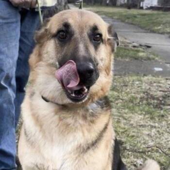 Zelda -  German Shepherd Dog Dog for Adoption in Ottawa Hills, Ohio - Zelda | PetCurious