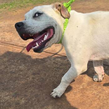 Hoolie -  Pit Bull Terrier and Mixed Breed Dog for Adoption in Galveston, Texas - Hoolie | PetCurious