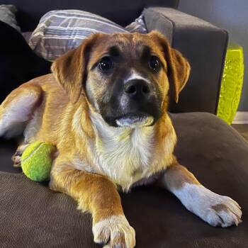 Retriever and Mixed Breed Dogs Available for Adoption - Mira | PetCurious