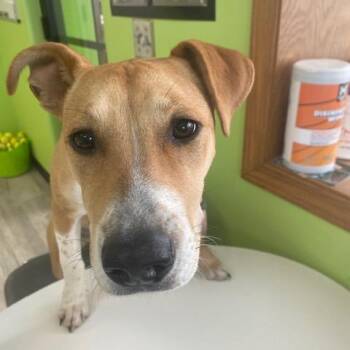 Princess -  Mixed Breed Dog for Adoption in Ottawa, Kansas - Princess | PetCurious