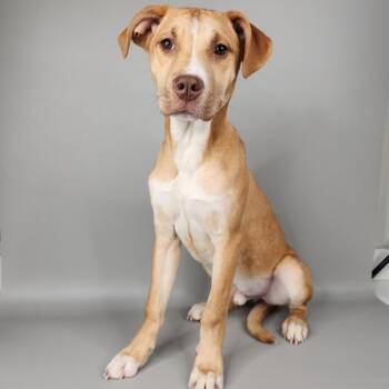 Mixed Breed Dogs Available for Adoption - Lutz | PetCurious
