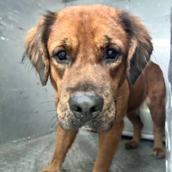 Katniss -  Boxer Dog for Adoption in Newport, North Carolina - Katniss | PetCurious