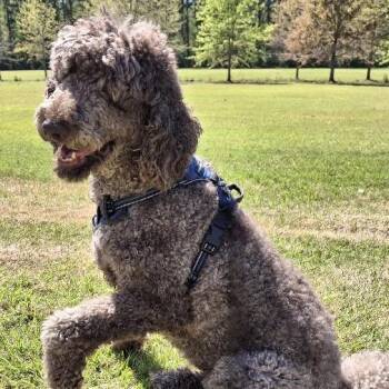 *Courtesy Listing - Bentley -  Standard Poodle Dog for Adoption in Tuscaloosa, Alabama - *Courtesy Listing - Bentley | PetCurious