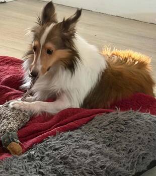 Monroe -  Shetland Sheepdog Sheltie Dog for Adoption in Orlando, Florida - Monroe | PetCurious