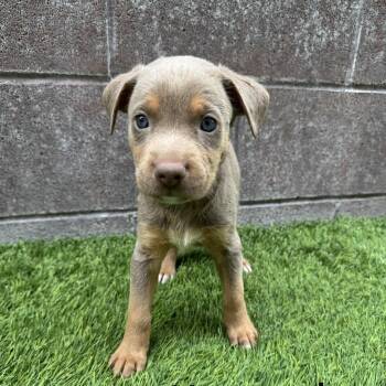 Haystack -  Mixed Breed Dog for Adoption in Las Vegas, Nevada - Haystack | PetCurious