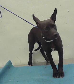 American Staffordshire Terrier and Mixed Breed Dogs Available for Adoption in Houston, Texas - A2070546 | PetCurious