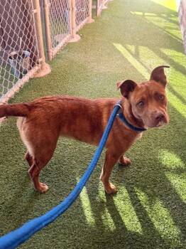 Pit Bull Terrier and Australian Shepherd Dogs Available for Adoption - DISCO | PetCurious