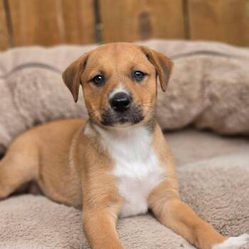 Susan TW -  Labrador Retriever and Mixed Breed Dog for Adoption in Austin, Texas - Susan TW | PetCurious