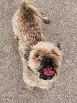 Miniature Poodle and Havanese Dogs Available for Adoption in San Angelo, Texas - Migo | PetCurious