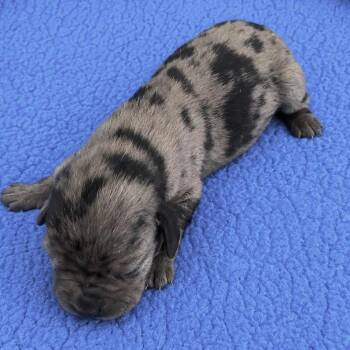 Munchie -  Catahoula Leopard Dog Dog for Adoption in Grand Bay, Alabama - Munchie | PetCurious