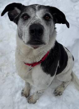 Hound Dogs Available for Adoption - Giavonna | PetCurious