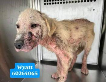 Golden Retriever and Labrador Retriever Dogs Available for Adoption - Wyatt | PetCurious