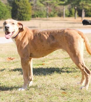 Rescue Mixed Breed Dogs for Adoption in Groveland, Massachusetts - Rip | PetCurious