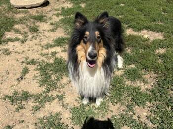 Zane -  Collie Dog for Adoption in Chantilly, Virginia - Zane | PetCurious