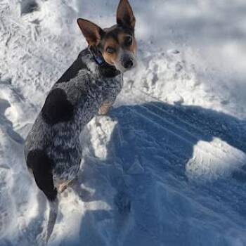 Mabel -  Australian Cattle Dog Blue Heeler and Cardigan Welsh Corgi Dog for Adoption in Shelby, North Carolina - Mabel | PetCurious
