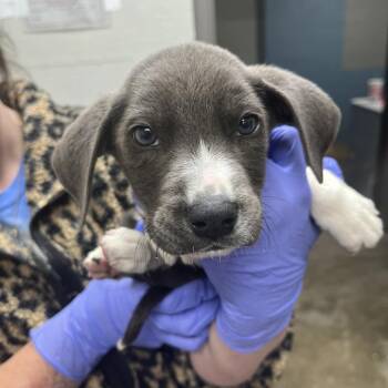 Labrador Retriever and Mixed Breed Dogs Available for Adoption in Clanton, Alabama - Gunner | PetCurious
