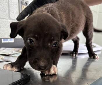 CUBANO -  American Staffordshire Terrier and Labrador Retriever Dog for Adoption in Corpus Christi, Texas - CUBANO | PetCurious