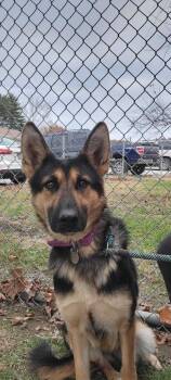 Rescue German Shepherd Dog Dogs for Adoption in Cambridge, Ohio - Mavis 399-25 | PetCurious