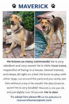 Shepherd Dogs Available for Adoption - Maverick | PetCurious