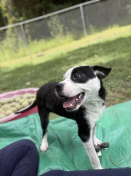 Altman -  Mixed Breed Dog for Adoption in Tallahassee, Florida - Altman | PetCurious