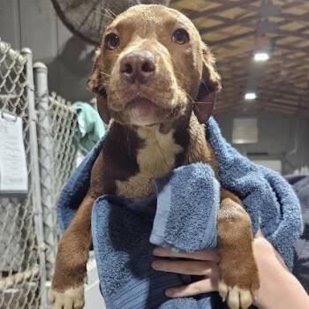 Labrador Retriever and Mixed Breed Dogs Available for Adoption in New York, New York - Brook | PetCurious