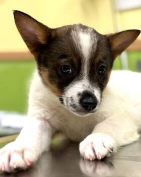 Australian Cattle Dog Blue Heeler Dogs Available for Adoption - Rain | PetCurious