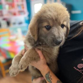 Shepherd and Great Pyrenees Dogs Available for Adoption in Port Richey, Florida - Zuma | PetCurious