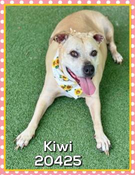 KIWI (also see TEDDY) -  Yellow Labrador Retriever Dog for Adoption in Marietta, Georgia - KIWI (also See TEDDY) | PetCurious
