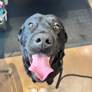 Black Labrador Retriever Dogs Available for Adoption in Riverwoods, Illinois - Rocky | PetCurious
