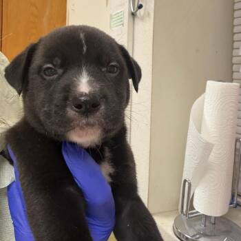Teenage Dream -  Mixed Breed Dog for Adoption in Pekin, Illinois - Teenage Dream | PetCurious