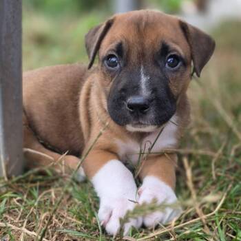 Spud -  Mixed Breed Dog for Adoption in Owosso, Michigan - Spud | PetCurious