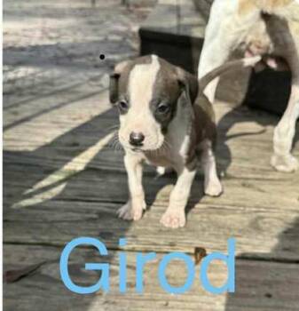 Rescue Mixed Breed Dogs for Adoption in West Chester, Pennsylvania - Girod | PetCurious