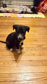 Australian Kelpie and Whippet Dogs Available for Adoption - Bullseye | PetCurious