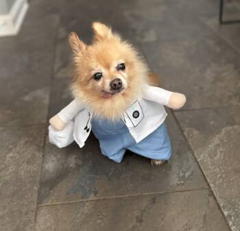 Rescue Pomeranian Dogs for Adoption in Wilmington, Delaware - Rusty | PetCurious