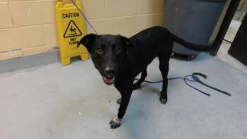 TOAD -  Labrador Retriever and Mixed Breed Dog for Adoption in Tulsa, Oklahoma - TOAD | PetCurious