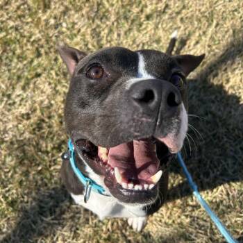 Jwrry -  American Bully Dog for Adoption in Pearland, Texas - Jwrry | PetCurious