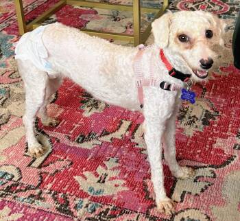 Poodle Dogs Available for Adoption - Marta | PetCurious