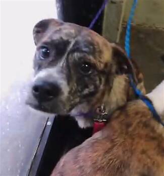 ELPHABA -  Pit Bull Terrier and Mixed Breed Dog for Adoption in Tulsa, Oklahoma - ELPHABA | PetCurious