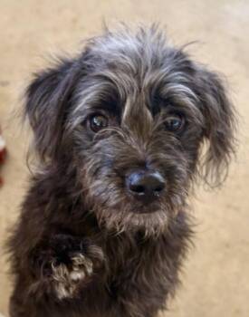 Schnoodle Dogs Available for Adoption in Tifton, Georgia - Jerry | PetCurious