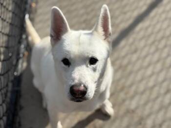 CASPER -  Husky and Mixed Breed Dog for Adoption in Tulsa, Oklahoma - CASPER | PetCurious