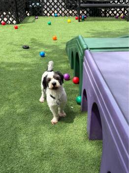 Shih Tzu Dogs Available for Adoption in Ocean Township, New Jersey - Rocky - Sweet Shih Tzu | PetCurious