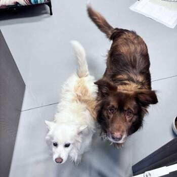 Butch aka Boston -  Australian Shepherd Dog for Adoption in Ada, Minnesota - Butch Aka Boston | PetCurious