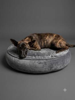 Bell Pepper -  Feist Dog for Adoption in Wooster, Ohio - Bell Pepper | PetCurious