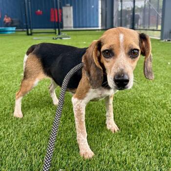 Razzle -  Beagle Dog for Adoption in Saint Joseph, Missouri - Razzle | PetCurious