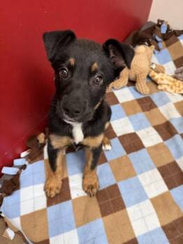 Mixed Breed Dogs Available for Adoption in Memphis, Tennessee - Calypso | PetCurious