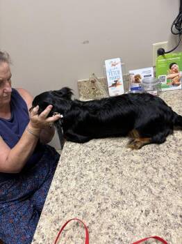 Ricky -  Dachshund Dog for Adoption in Columbia, Tennessee - Ricky | PetCurious