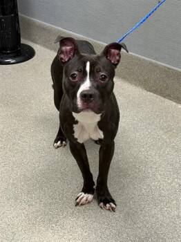 DUCKLING -  Pit Bull Terrier Dog for Adoption in Las Vegas, Nevada - DUCKLING | PetCurious
