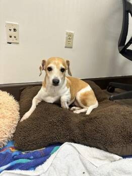 Diamond -  Parson Russell Terrier and Dachshund Dog for Adoption in Palm Coast, Florida - Diamond | PetCurious